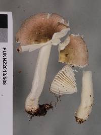 Russula roseopileata image