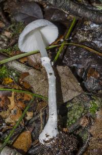 Leucoagaricus serenus image