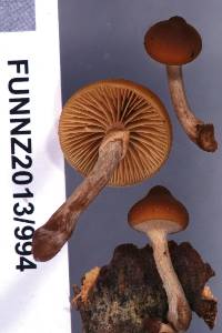 Galerina patagonica image