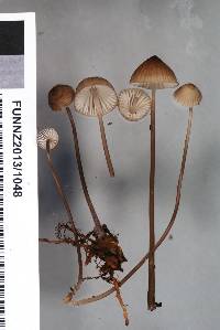 Mycena atroavellanea image