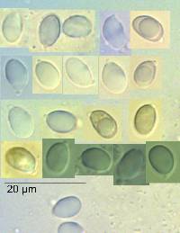 Mycena mariae image