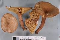 Lactarius quietus image