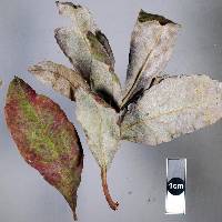 Erysiphe azaleae image