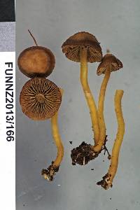 Simocybe phlebophora image