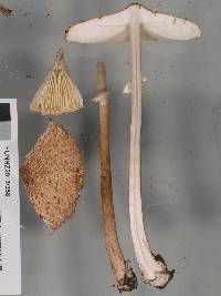 Macrolepiota clelandii image