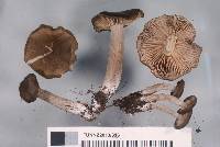 Entoloma bryorum image