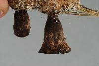Cyathus stercoreus image