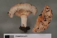 Lactarius pubescens image