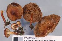 Pholiota multicingulata image
