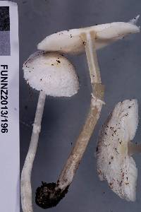 Leucoagaricus serenus image