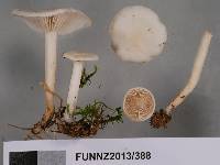 Clitocybe rivulosa image