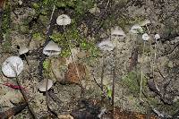 Mycena filopes image