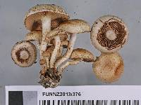 Pholiota terrestris image