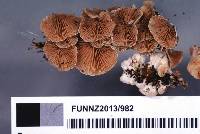 Crepidotus gilvidus image