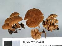 Tubaria aureosimilis image