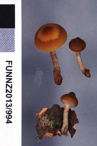 Galerina patagonica image