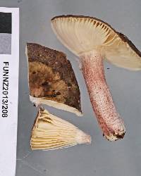Russula atroviridis image