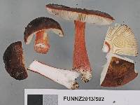 Russula pilocystidiata image