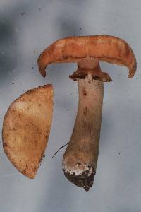 Armillaria limonea image