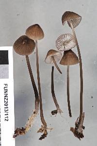 Mycena atroavellanea image