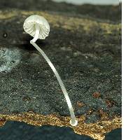 Mycena subdebilis image