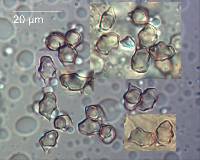 Entoloma bryorum image