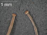 Mycena cystidiosa image