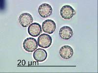 Crepidotus fuscus image