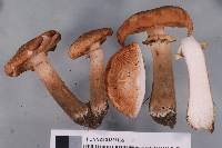 Armillaria limonea image