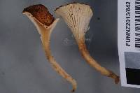 Cantharellus umbriceps image