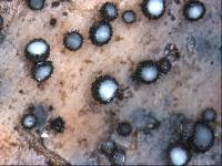 Pirottaea palmicola image