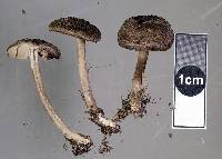 Entoloma crinitum image