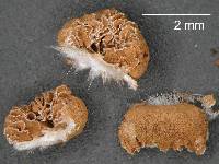Crepidotus fuscus image