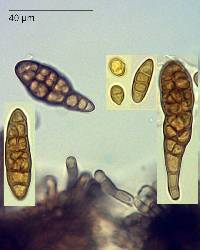 Alternaria alternata image