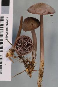 Mycena vinacea image