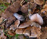 Cortinarius collocandoides image