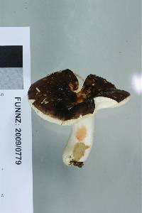 Russula umerensis image