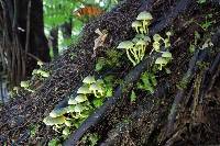 Mycena flavovirens image