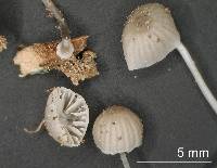 Mycena subdebilis image