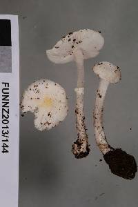 Leucoagaricus serenus image