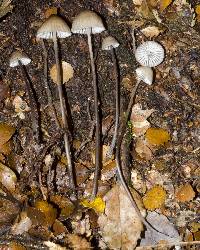 Mycena atroavellanea image