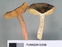 Russula roseostipitata image