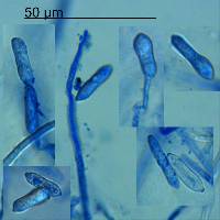 Mycosphaerella superflua image