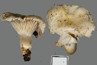 Camarophyllus impurus image