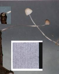 Mycena subdebilis image