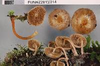 Pholiota pallidocaulis image