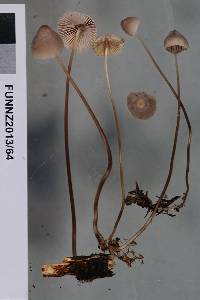 Mycena filopes image