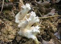 Ramaria zippelii f. zippelii image