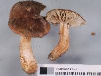 Tricholoma albobrunneum image