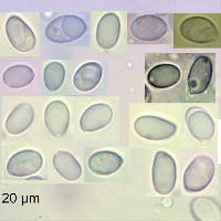 Mycena atroavellanea image